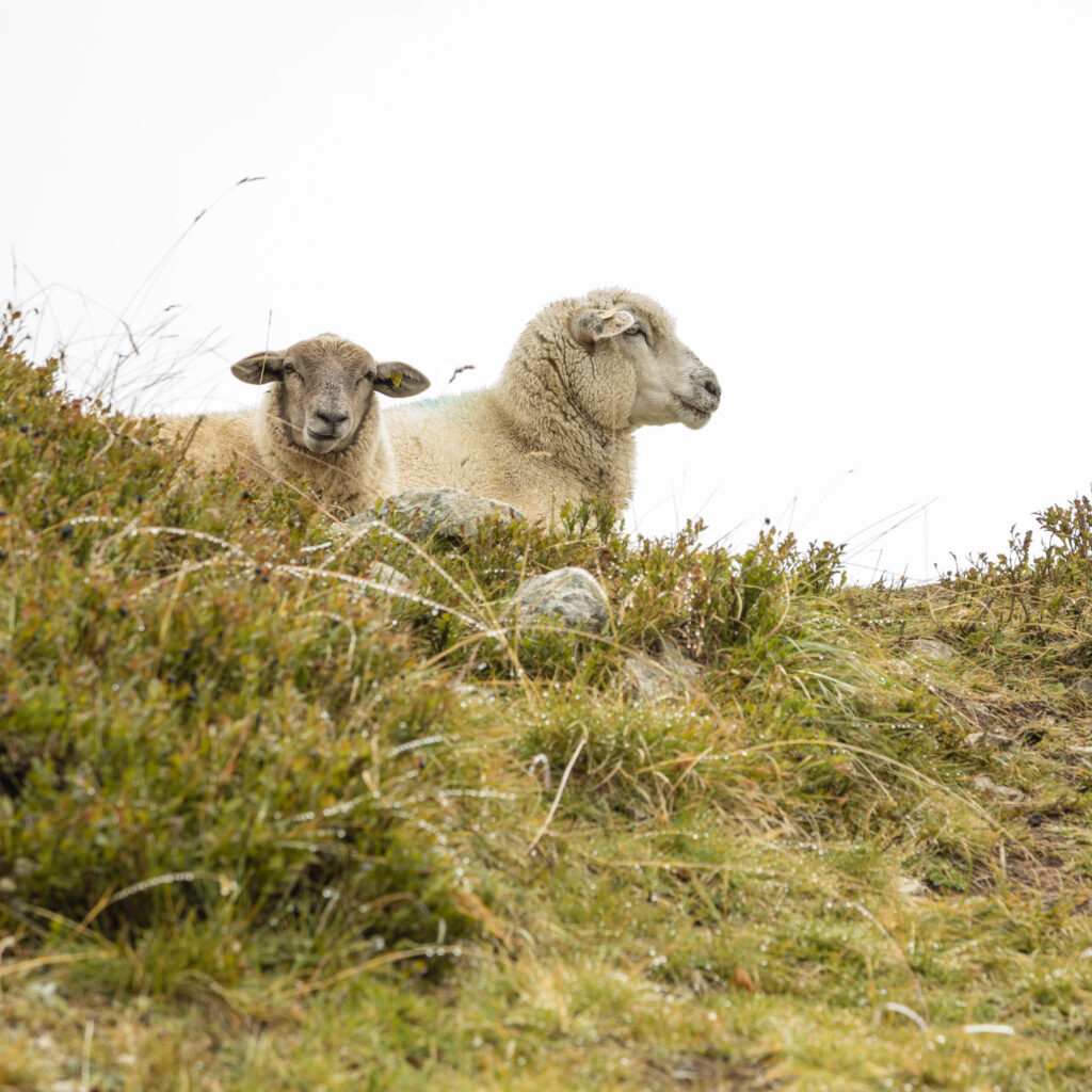 Schafe am frühen Morgen nahe Hohbalm