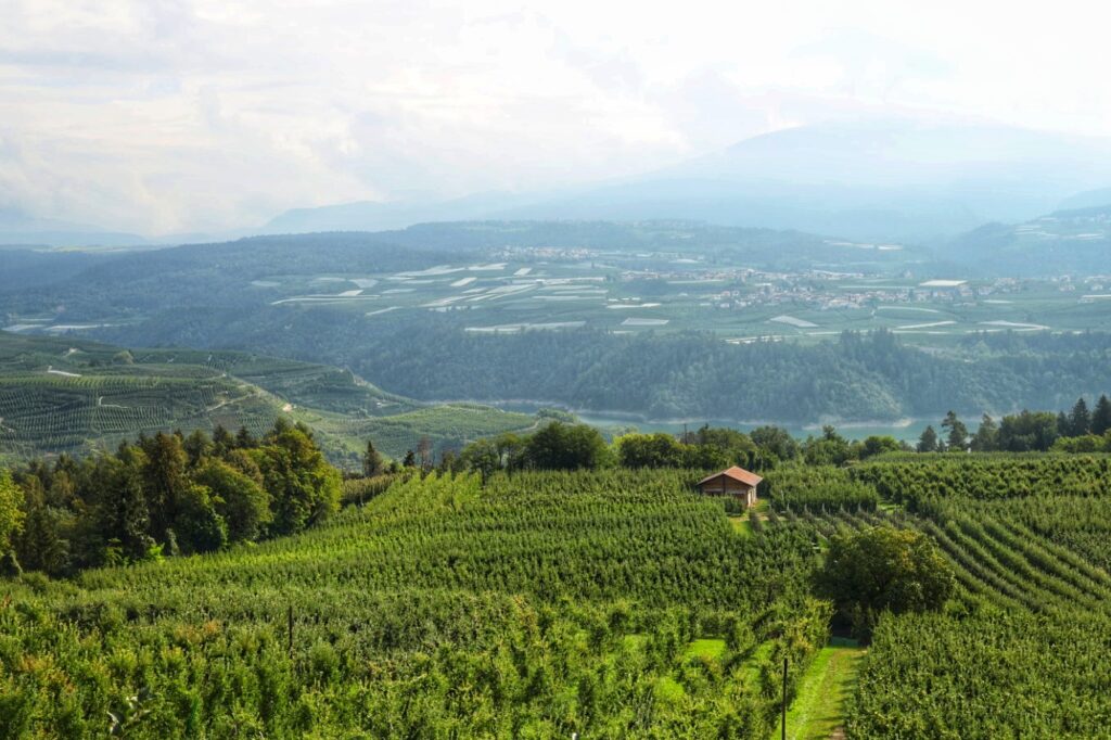 Orchards, Val di Sole, Italy