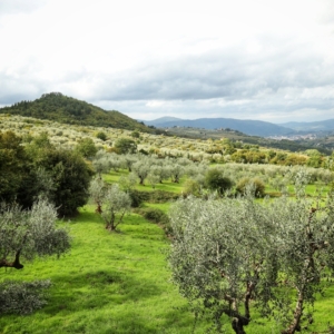 Tuscany Hills near Pelago, Tuscany
